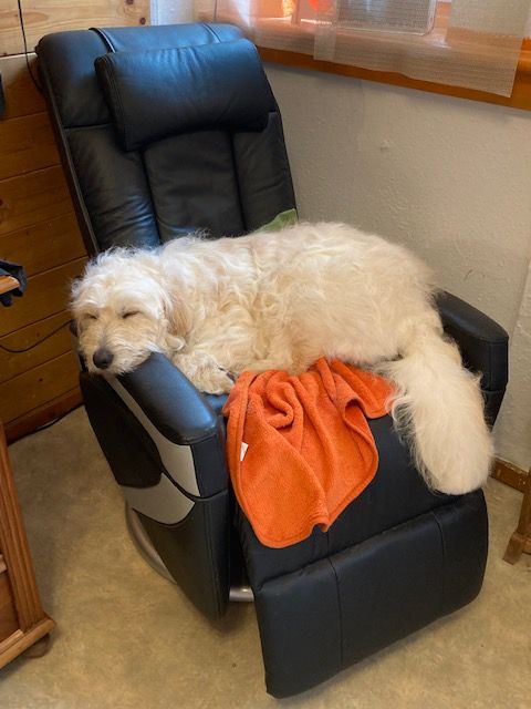 Hund beim Friseur